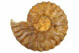 Cretaceous Ammonite (Semenovites) Fossil - Kazakhstan #262696-1